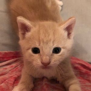 Meet your Posher, Dana